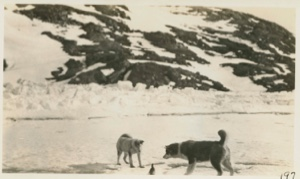 Image: Dogs and sea pigeons near the Bowdoin
